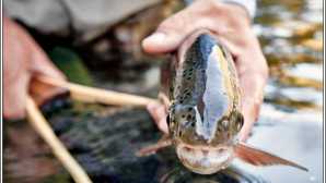 Pesca con la mosca Pit River Fly Fishing Guide - No