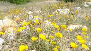 Flores Silvestres em Pinnacles Plants - Pinnacles National Park