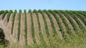 Les condors de Californie San Benito Wineries & Wine | Cal
