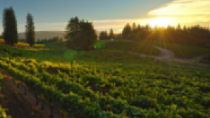 I vini e le aziende vinicole della Sonoma County Screen Shot 2016-10-31 at 4.38.34 PM