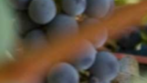 Napa Valley Wines & Wineries Screen Shot 2016-11-04 at 12.37.38 PM