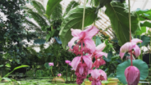 San Francisco Conservatory of Flowers Screen Shot 2016-11-07 at 2.07.04 PM_0