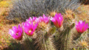 Wildflowers in Pinnacles Screen Shot 2016-11-09 at 1.46.26 PM