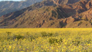 캘리포니아의 새로운 사막 기념물 Screen Shot 2016-11-09 at 3.39.23 PM
