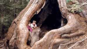 Giant Sequoia National Monument Stony Creek Lodge