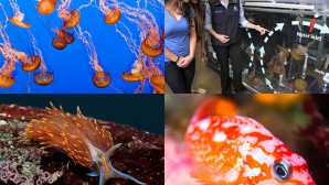5 Amazing Things to Do in Monterey Tours at the Monterey Bay Aquari
