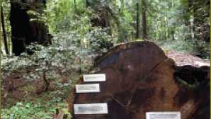 Places to See Big Trees dyerville_giant