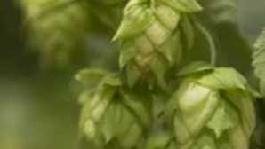 Butte County’s Small Towns hops_bg2-1