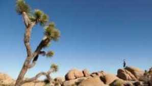 5 Private Tours of Palm Springs and the Desert joshuatreeweb__hero