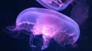 Free Kid-Friendly Things to Do in California sea-jellies-ex