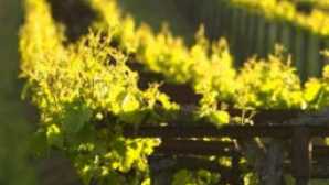 Urban Wineries & Wine Trails vca_murphys_wine_tasting_resource_0