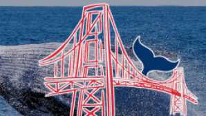 Observer les baleines près de San Francisco vca_resource_SFwhaletours_256x180