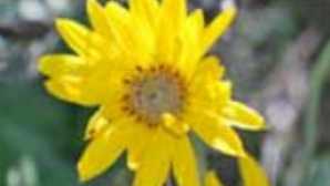 Spotlight: Pinnacles National Park vca_resource_californiawildflowers_256x180
