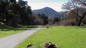 Spying California Condors  vca_resource_campingpinnacles_256x180