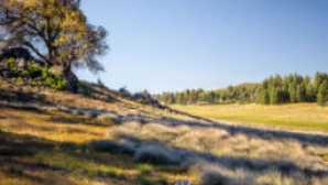 Pacific Crest Trail: Yosemite’s Tuolumne Meadows vca_resource_clevelandforest_256x180