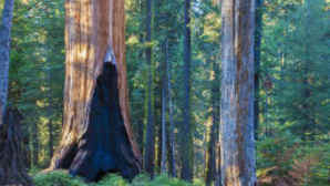 Giant Sequoia Hikes