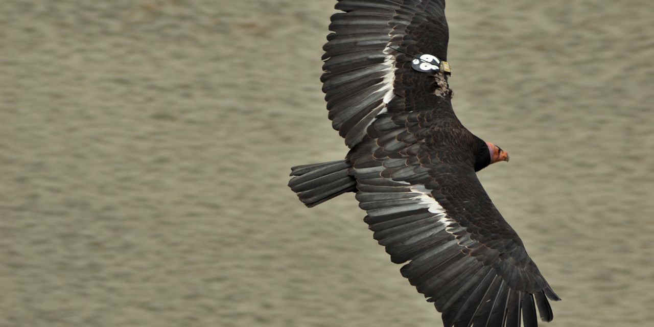 观赏加州秃鹫