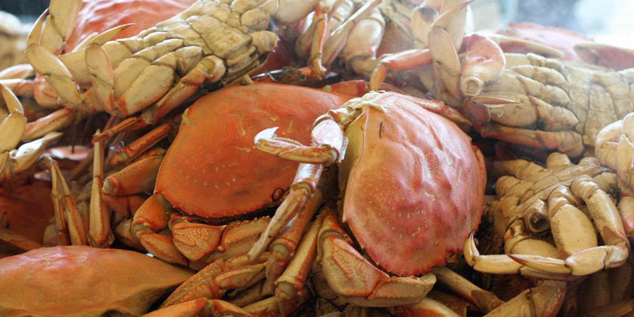 Mendocino Crab, Beer and Wine Festival