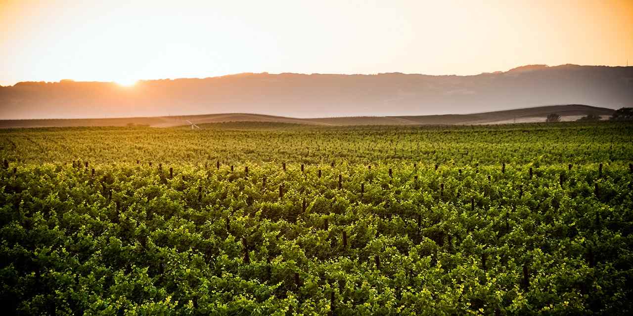 4 increíbles resorts en la región del vino  FF_NCA3429_sh