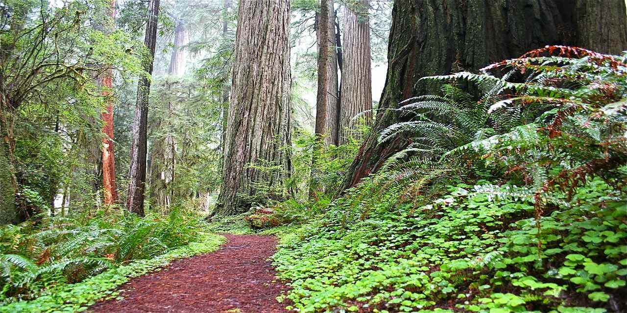 Insider’s Guide to California’s Redwood Coast FF_VCW_D_NC_T1_RedwoodNP_Manley_0