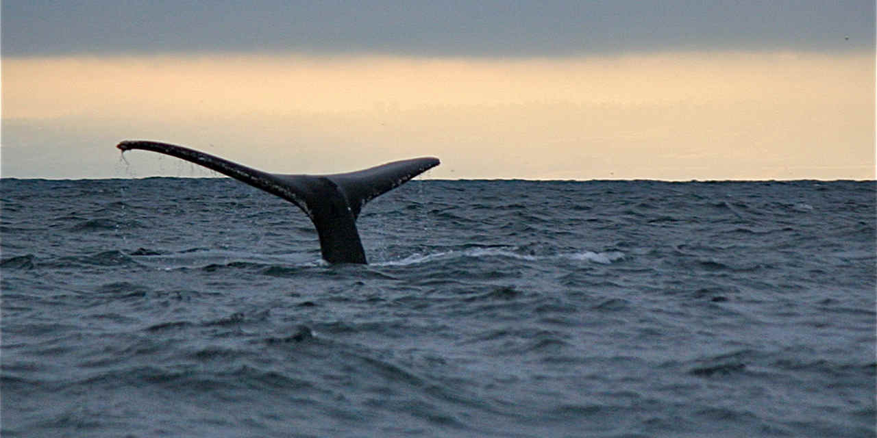 Avvistamento di balene a Mendocino 
