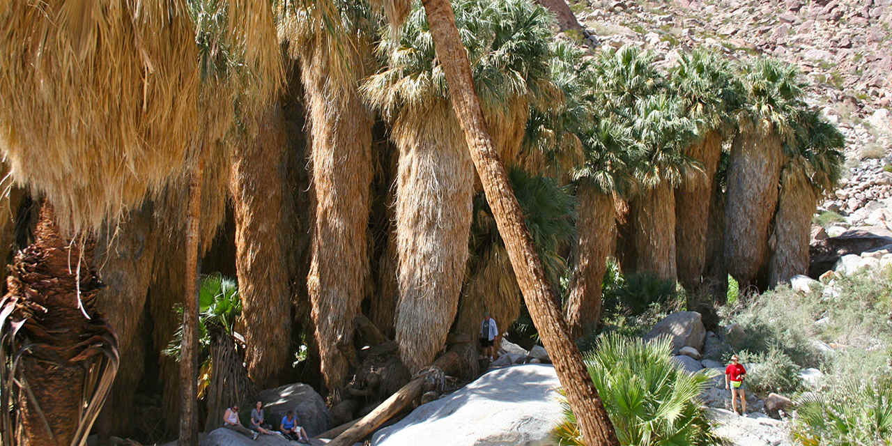 Palm Canyons