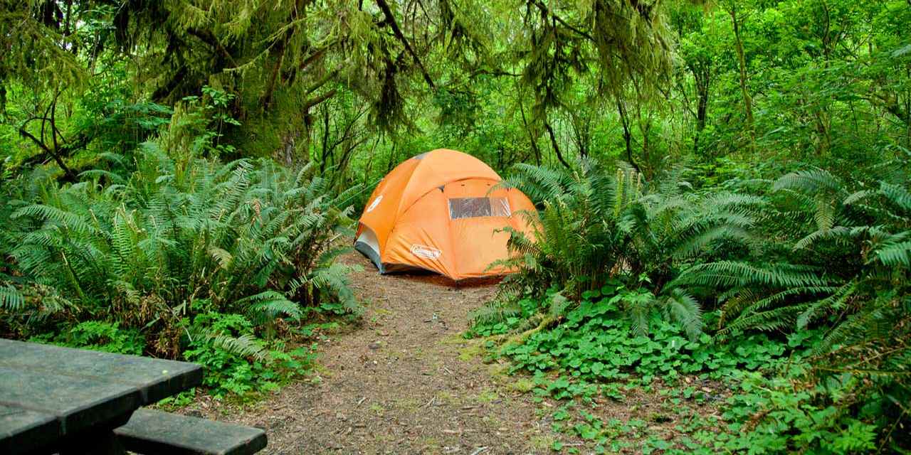 Camping in den Redwoods