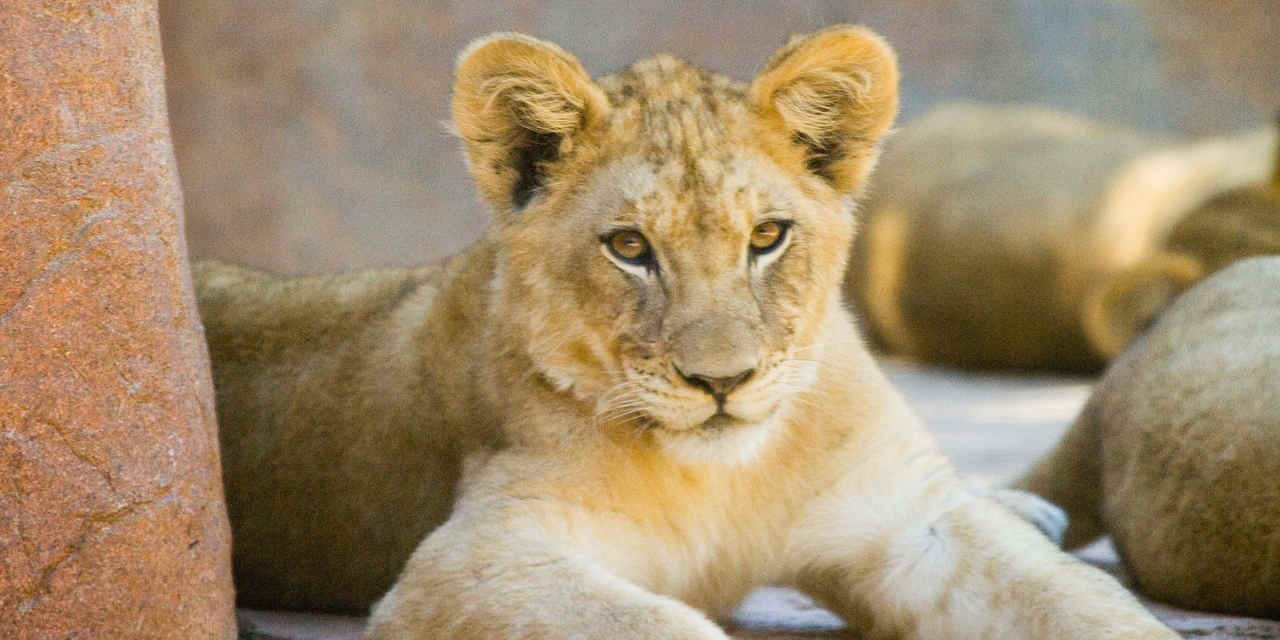 Safari Park del zoológico de San Diego 