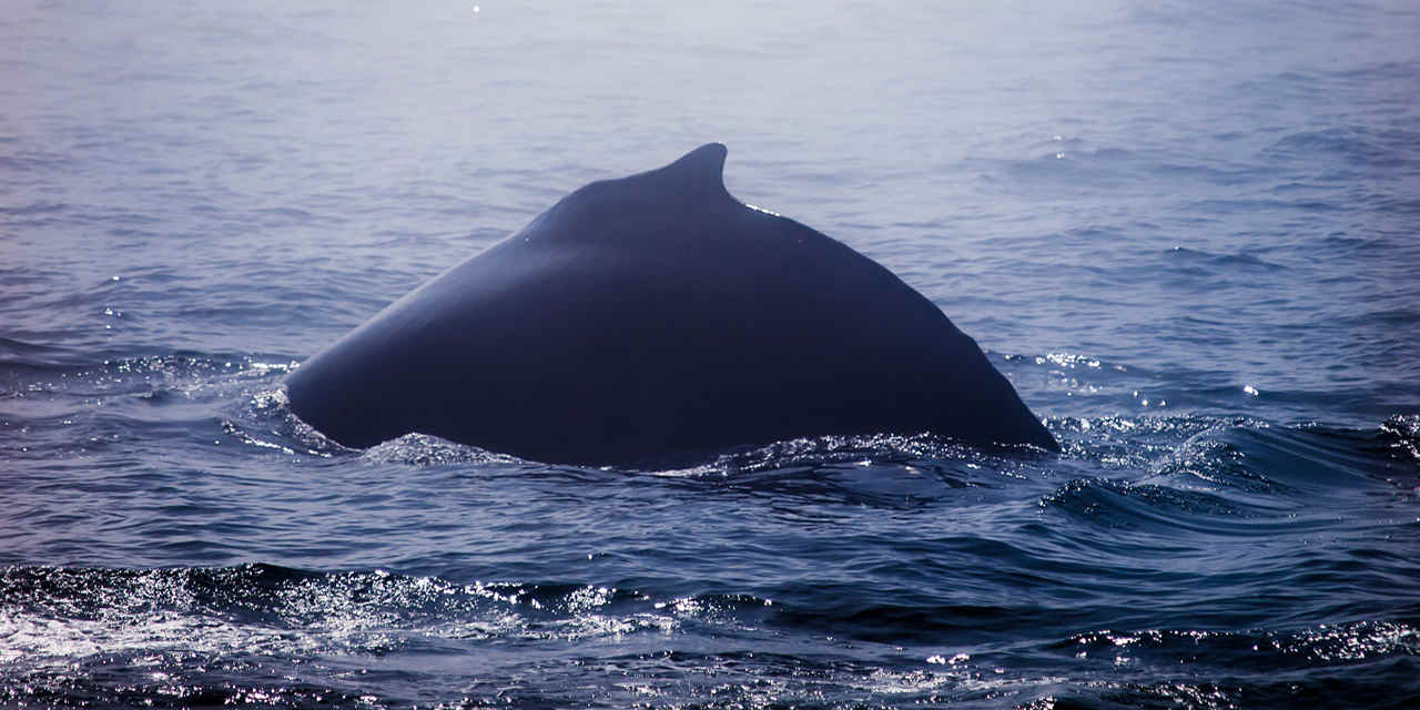 Alla scoperta delle balene vicino a Monterey