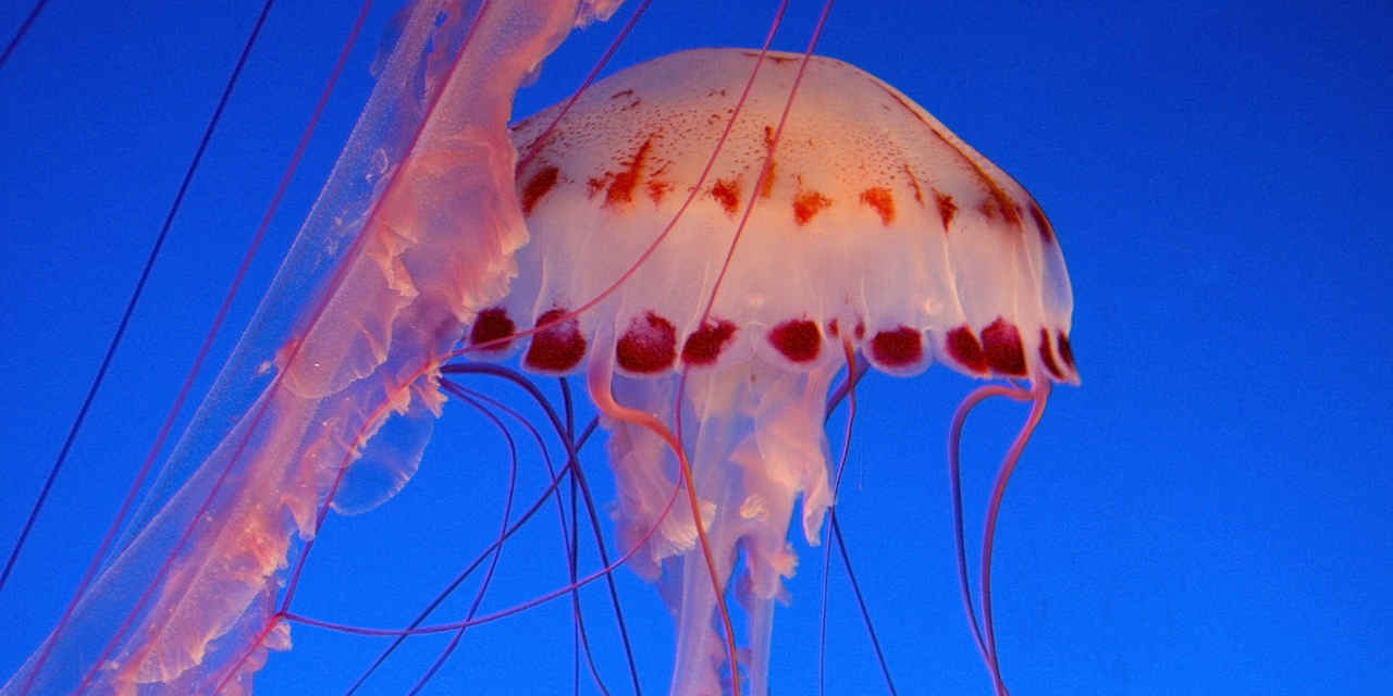 Monterey Bay Aquarium: tour e avventura