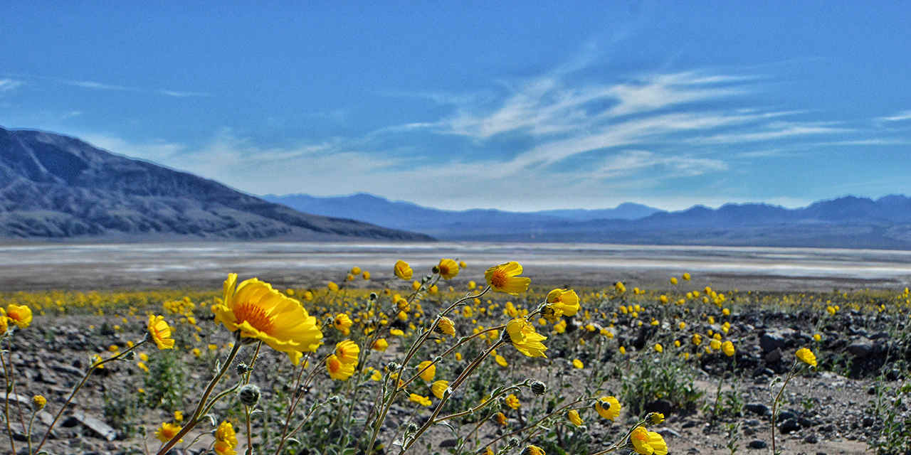 Death Valley Plants & Animals | Visit California