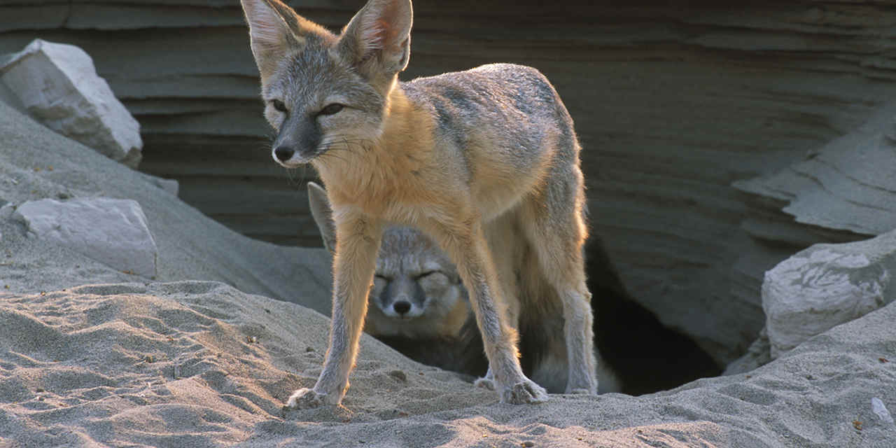 Desert Kit Fox