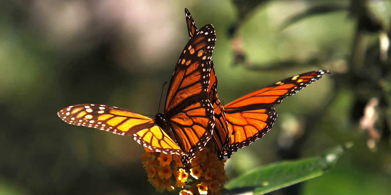 Santuario de la mariposa monarca