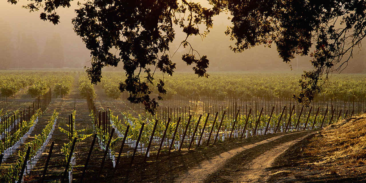 Weine und Weingüter im Sonoma County