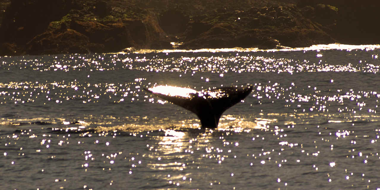 旧金山周边观鲸