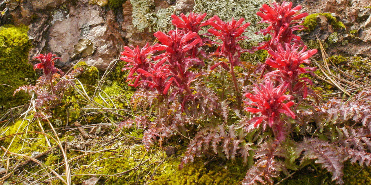 石峰国家公园野花