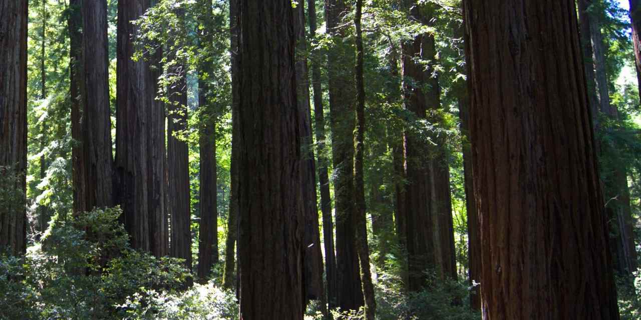 Smithe Redwoods State Natural Reserve