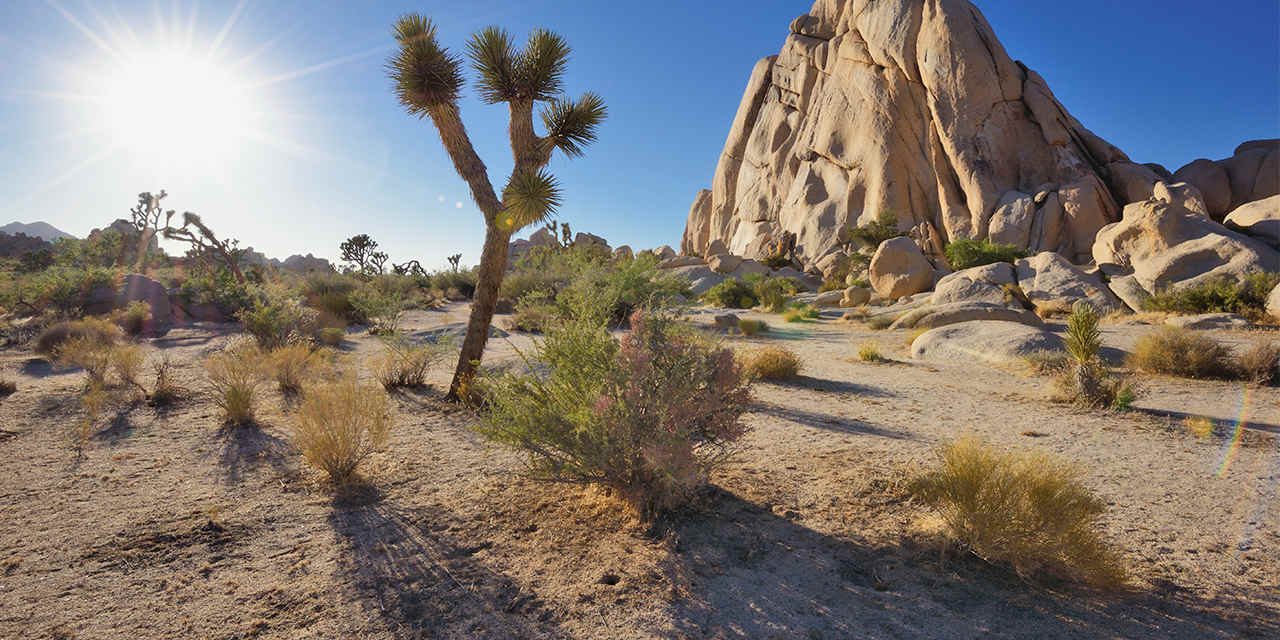 Things to Do in Joshua Tree National Park