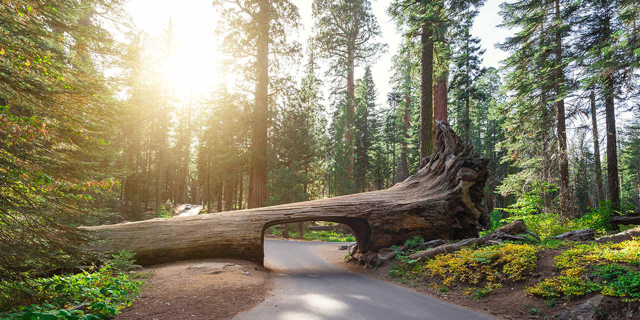 Cosas que hacer en los Parques Nacionales de Sequoia y Kings Canyon