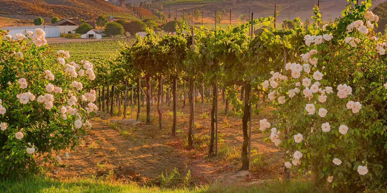 Visites guidées dans la région viticole de Temecula