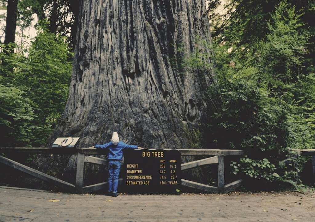 California Redwoods