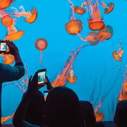 Aquariums & Zoos